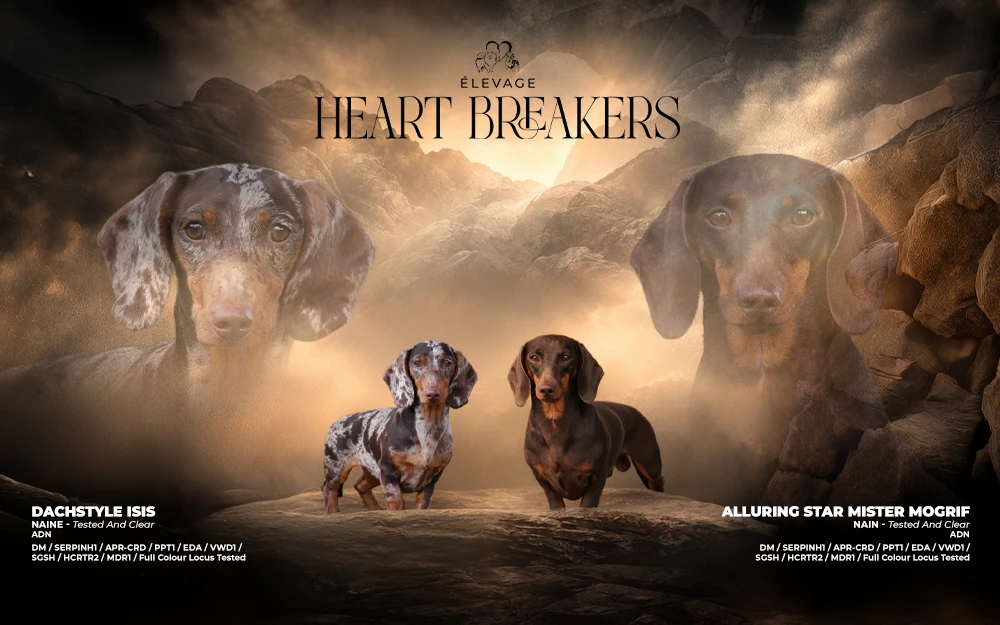 Mogrif x Lolita - Teckel Nain / Kaninchen LOF, Élevage Heart Breakers Eure-et-Loir